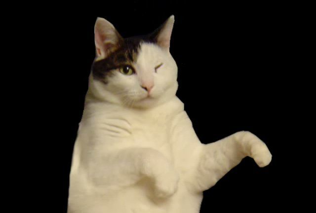 Kitty Cat Dance Meme Template