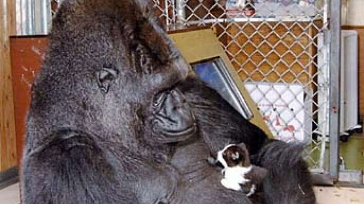 Koko the Gorilla Meme Template