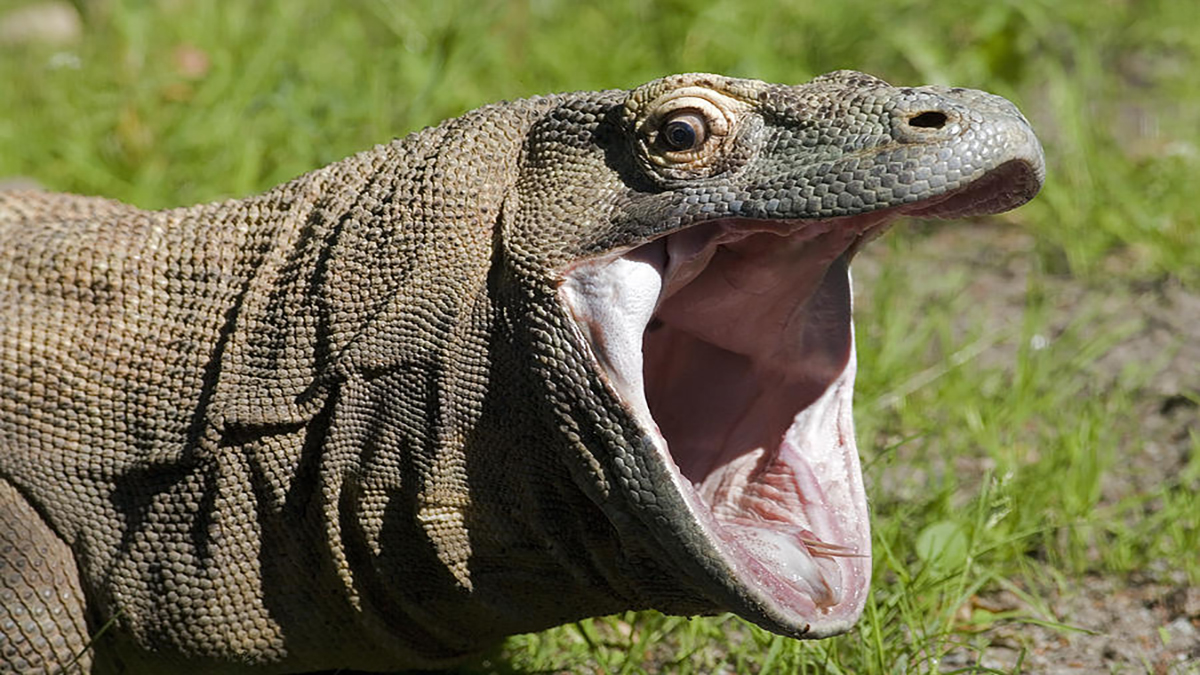 KomodoHype Meme Template