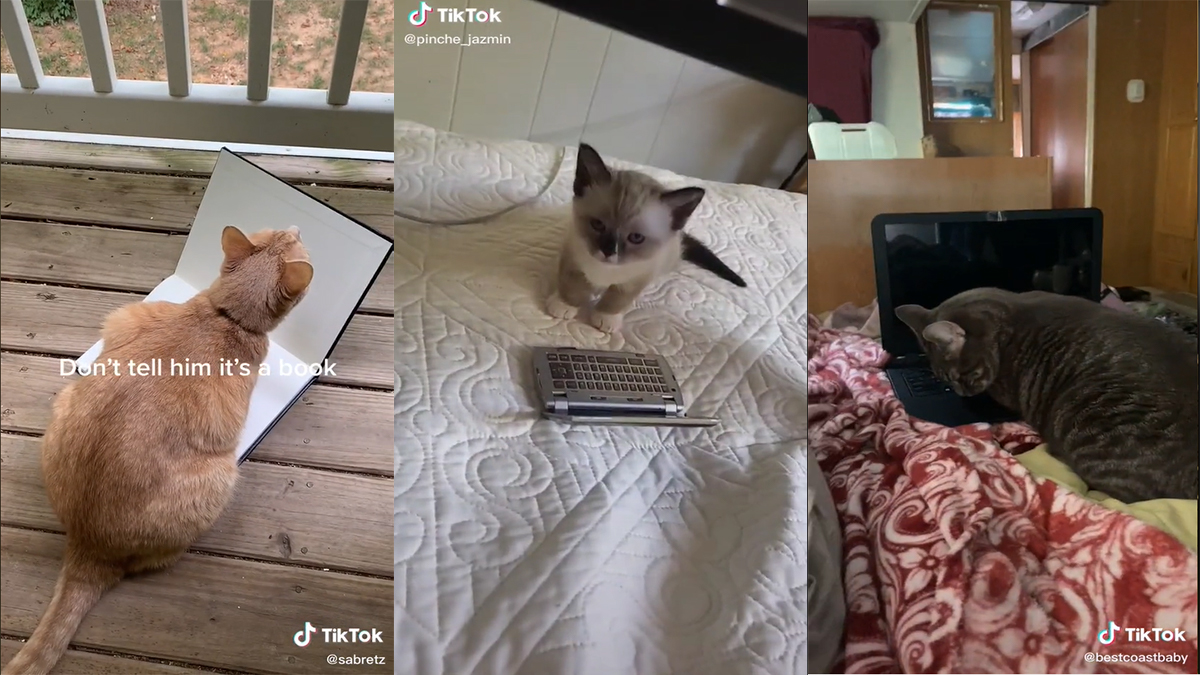 Laptop Cat Meme Template