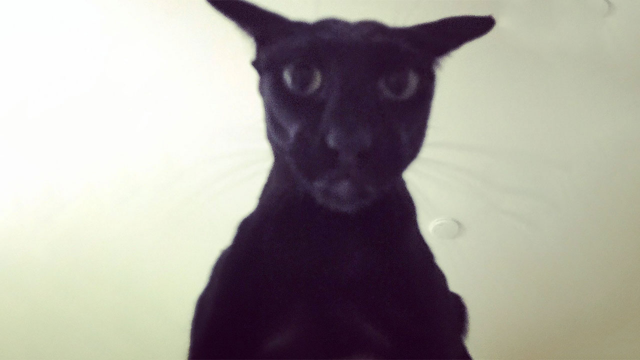 Larry the Cat Meme Template