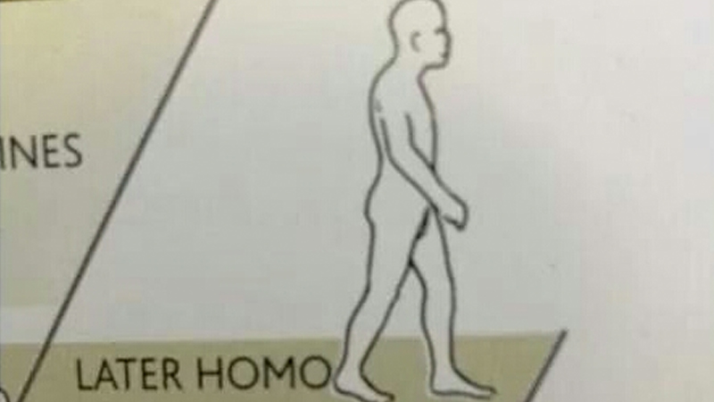 Later Homo