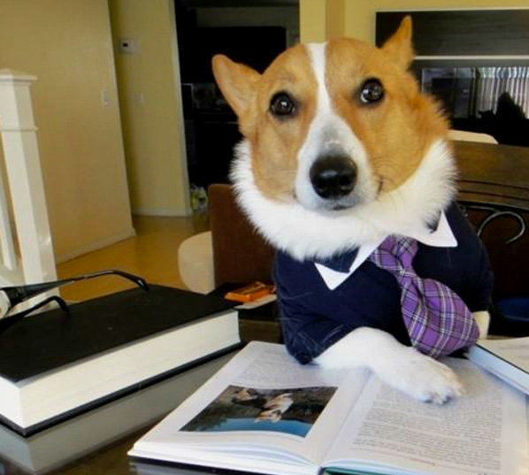 Lawyer Dog Meme Template