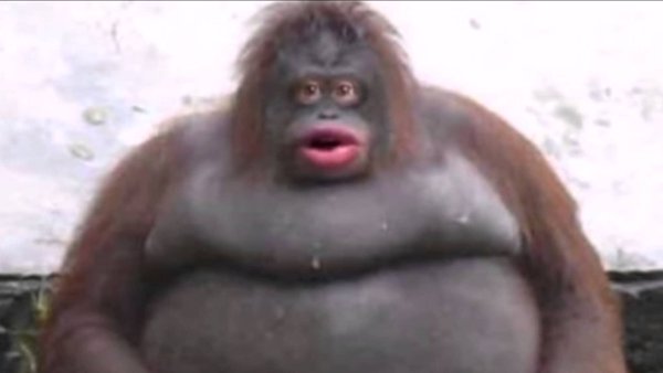 Le Monke / Uh Oh Stinky Meme Template