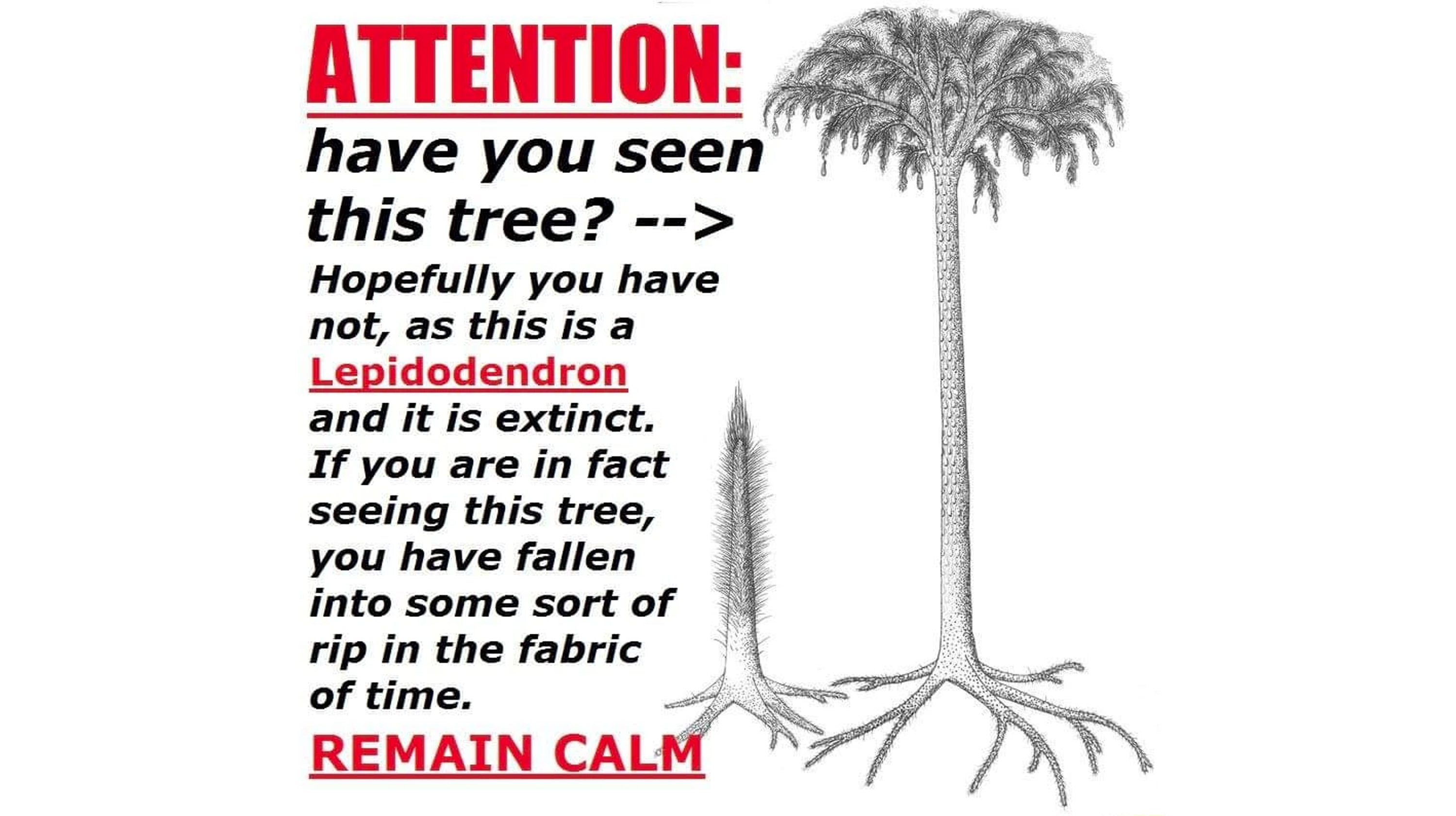 Lepidodendron Tree / Attention: Have You Seen This Tree?