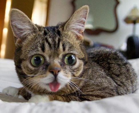 Lil Bub Meme Template