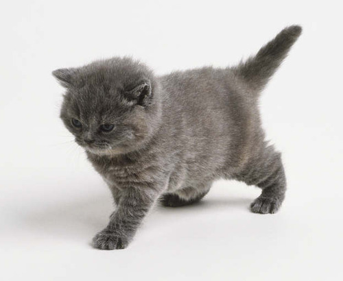 Little Grey Cat