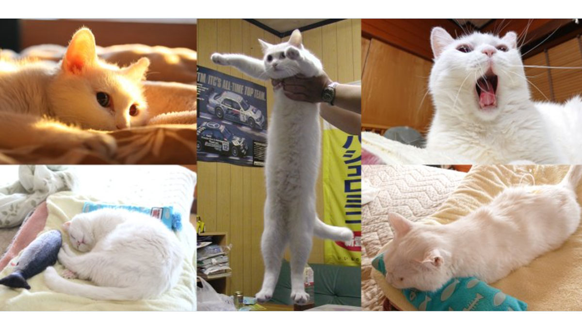 Longcat Meme Template