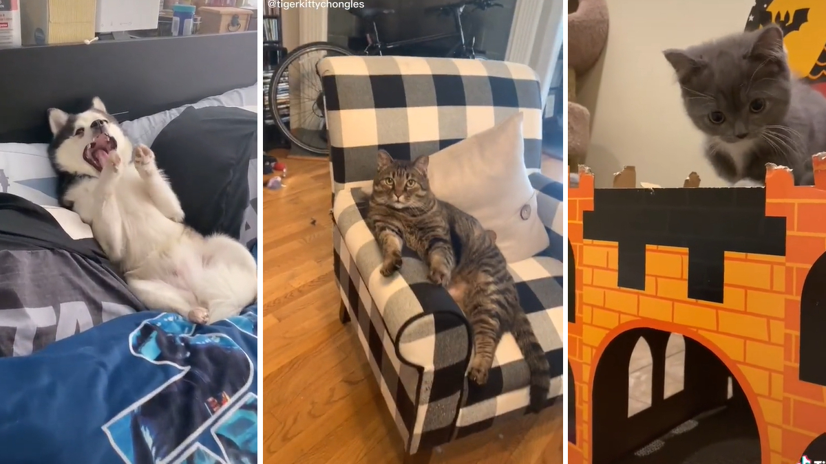 Look At This Distinguished Gentleman