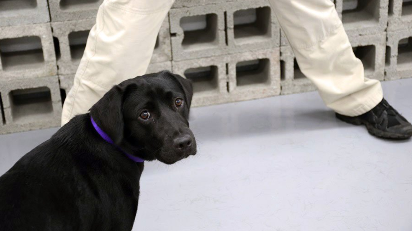 Lulu the Failed CIA Dog