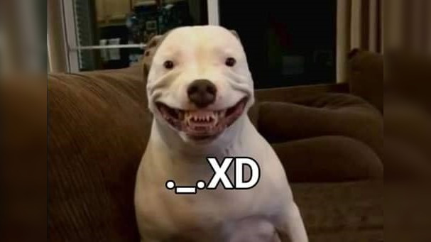 Maddy the Pitbull / Perro ._.XD Meme Template