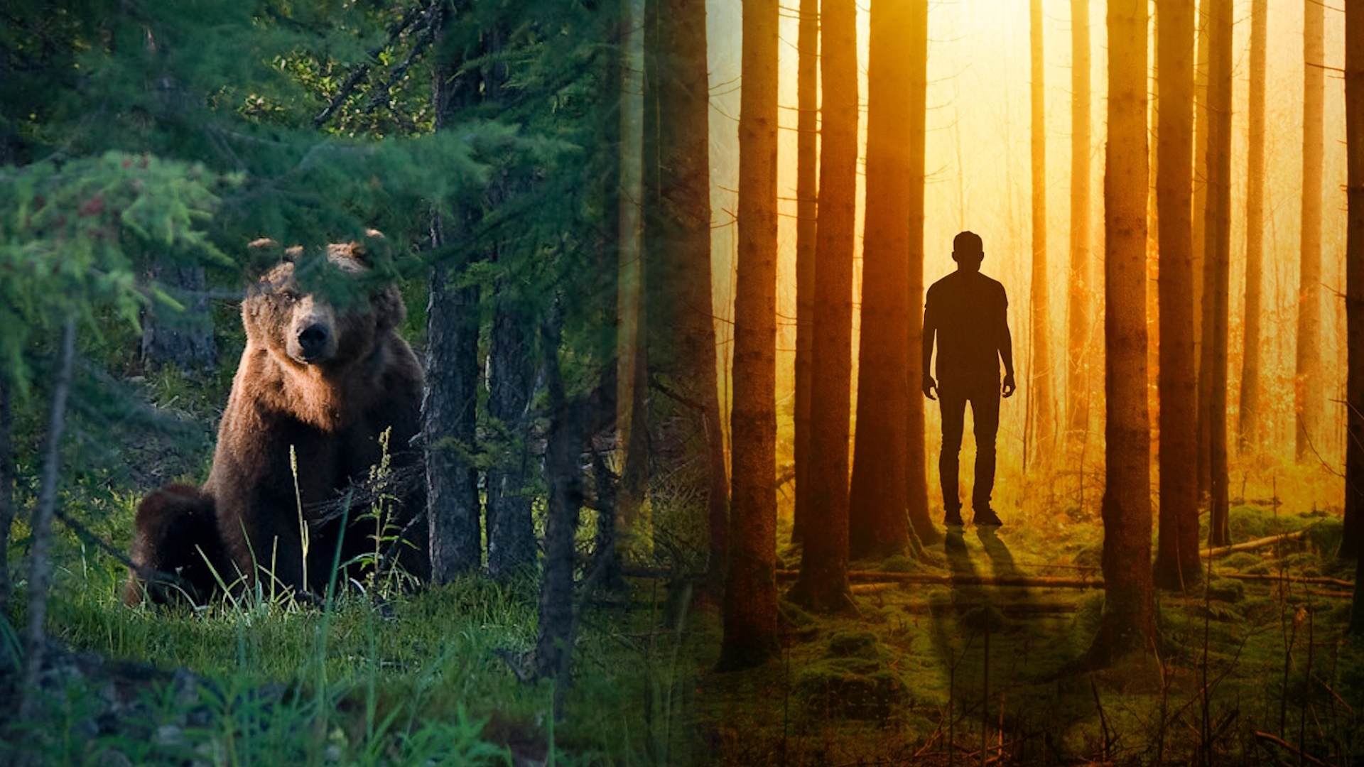 Man or Bear in the Woods Question