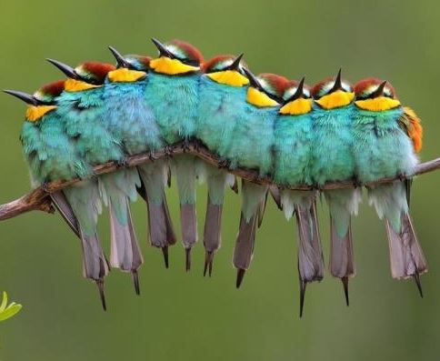 Misleading Thumbnails