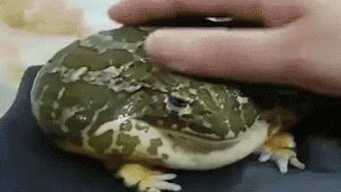 Mmmm Myes Pet Froge