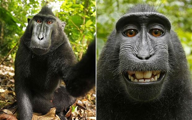 Monkey Selfie