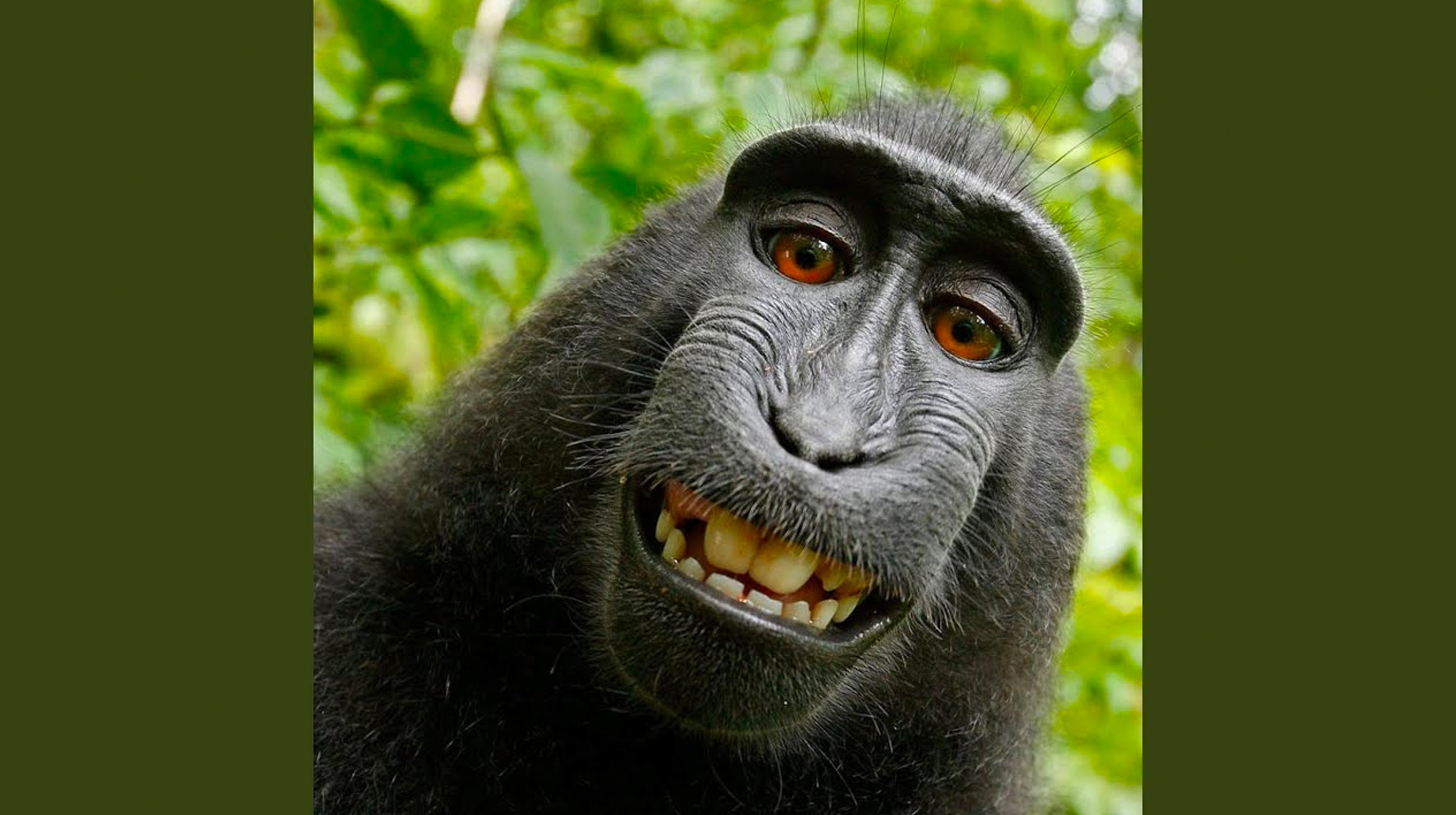 Monki (Doesn't Wear Any Pants) Meme Template