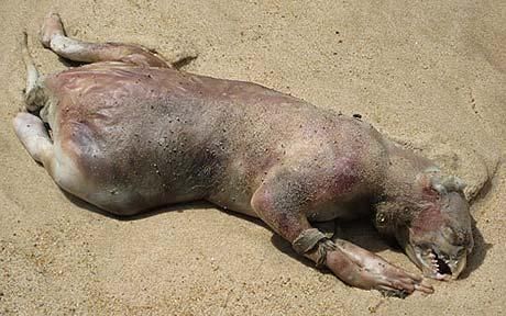 Montauk Monster Meme Template