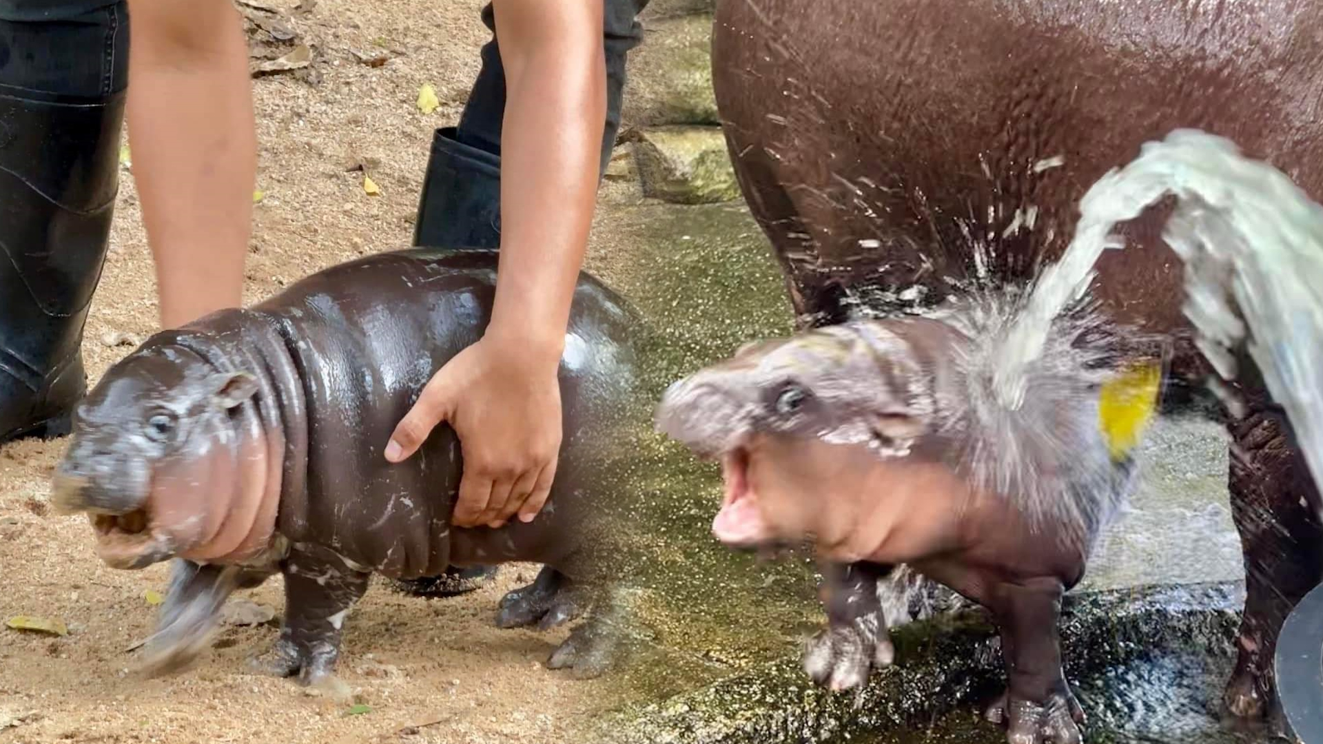 Moo-Deng the Baby Hippo Meme Template