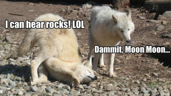 Moon Moon Meme Template