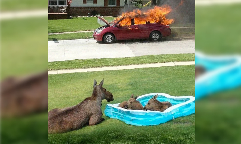 Moose Family in Kiddie Pool Watching Car Fire Meme Template