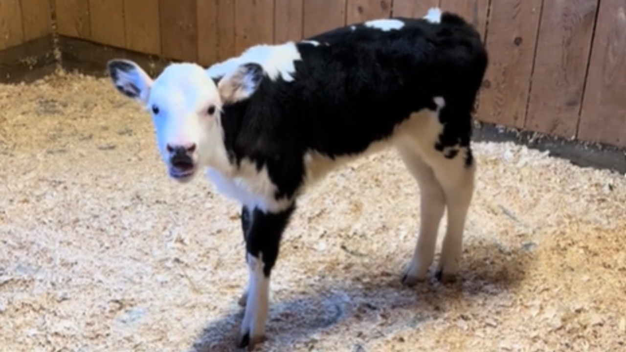 Moothew / Matthew Moo / Zesty Cow / You Found Your Moo Meme Template