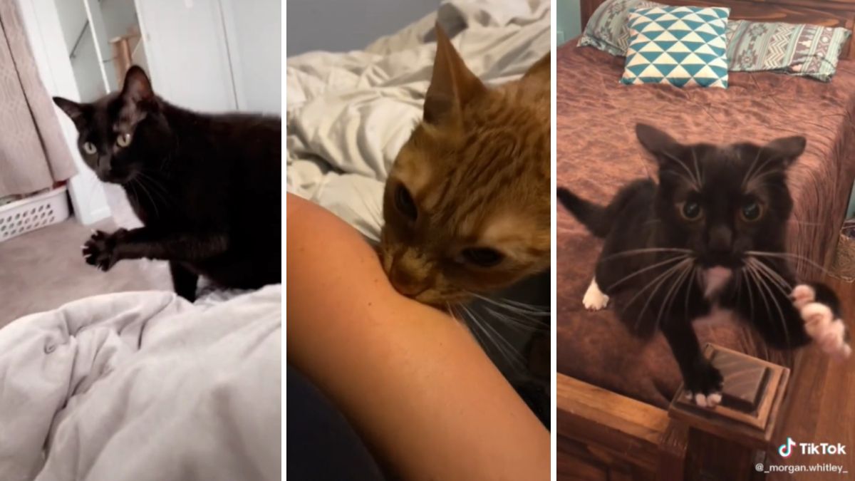 Mother I Crave Violence