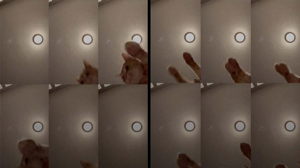 Mr. Sandman Cat Meme Template