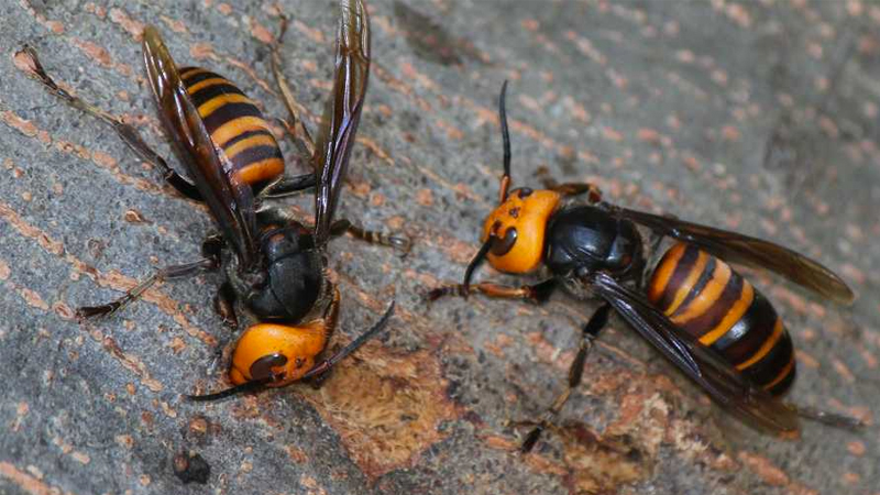 Murder Hornet Invasion