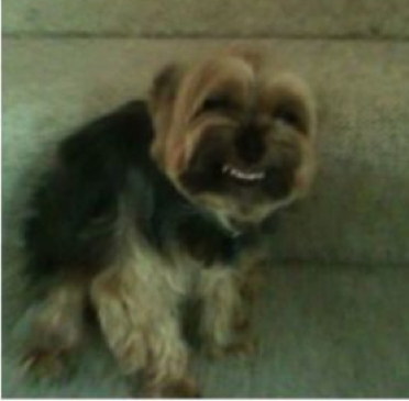 My Faggot Dog Meme Template