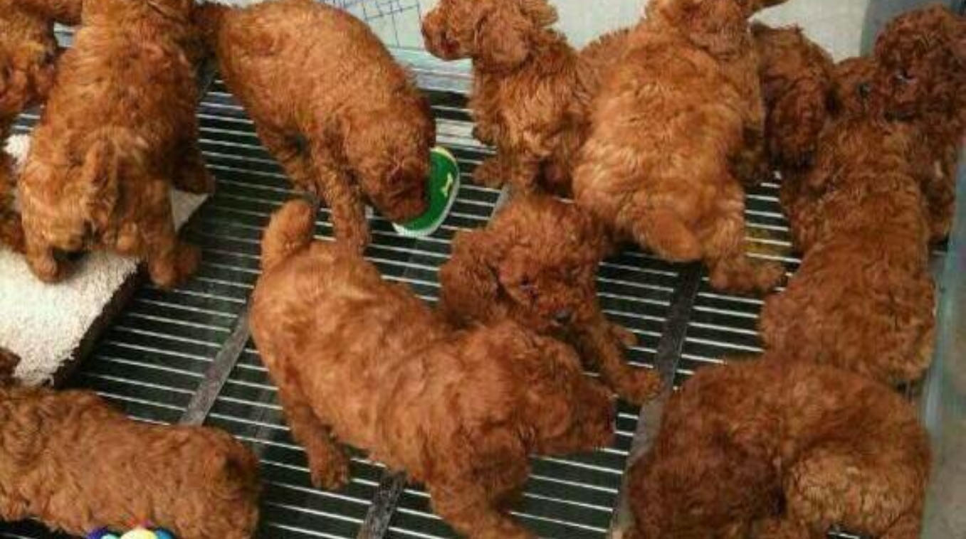 My Fatass Thought This Was Fried Chicken Meme Template