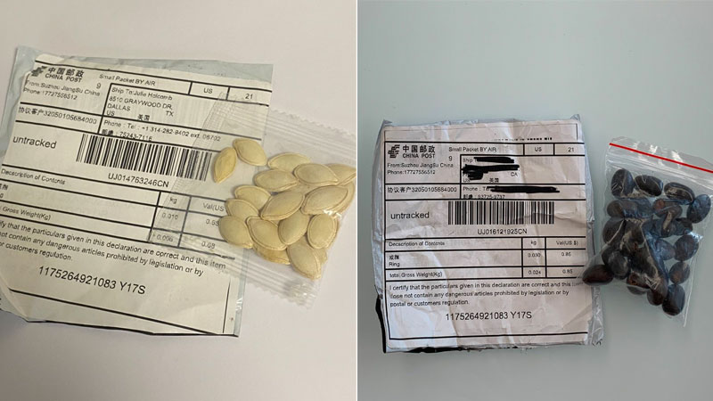 Mystery Seeds From China