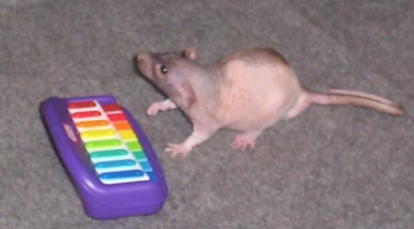 Neil Banging Out the Tunes