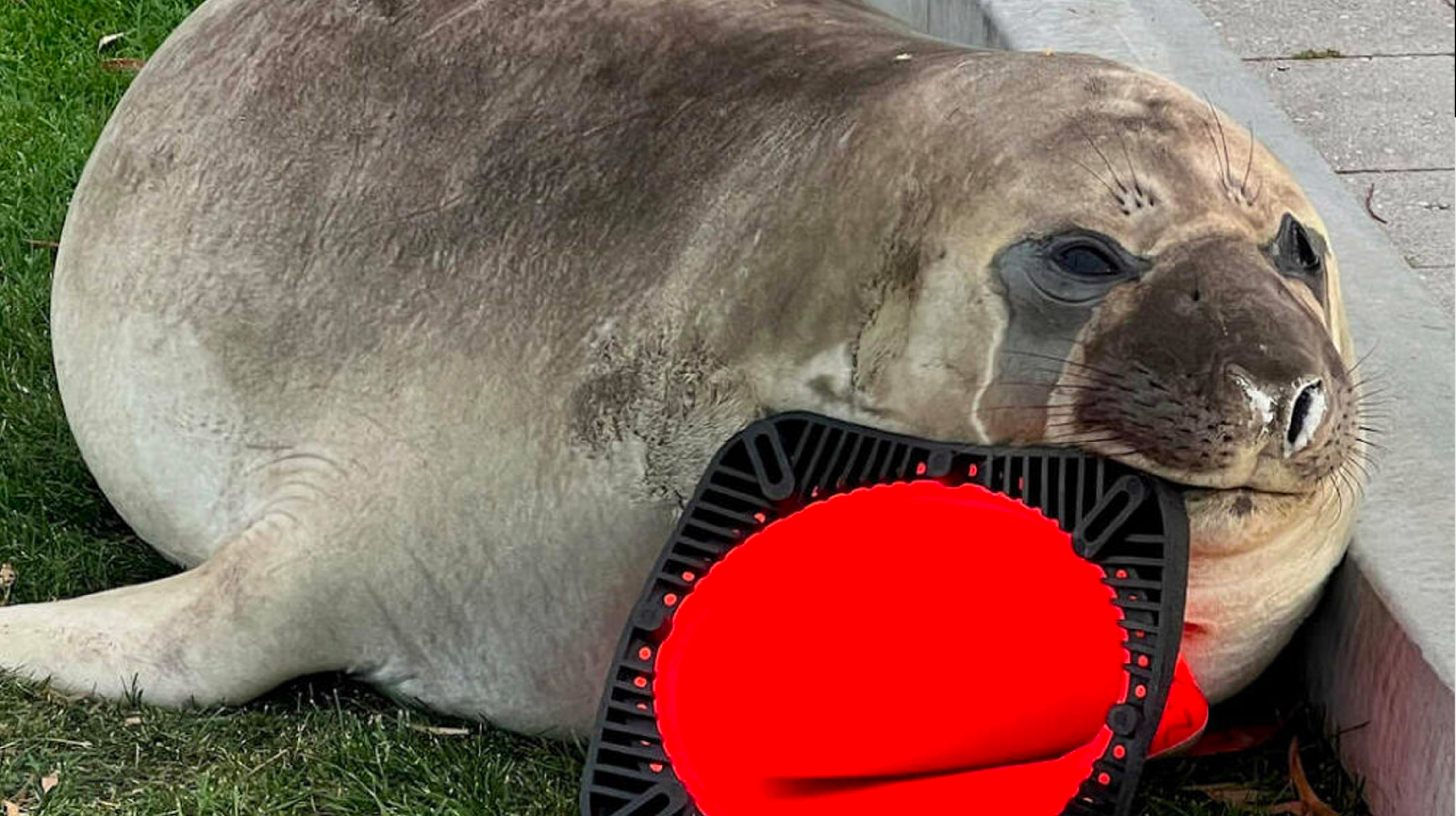 Neil the Seal Meme Template