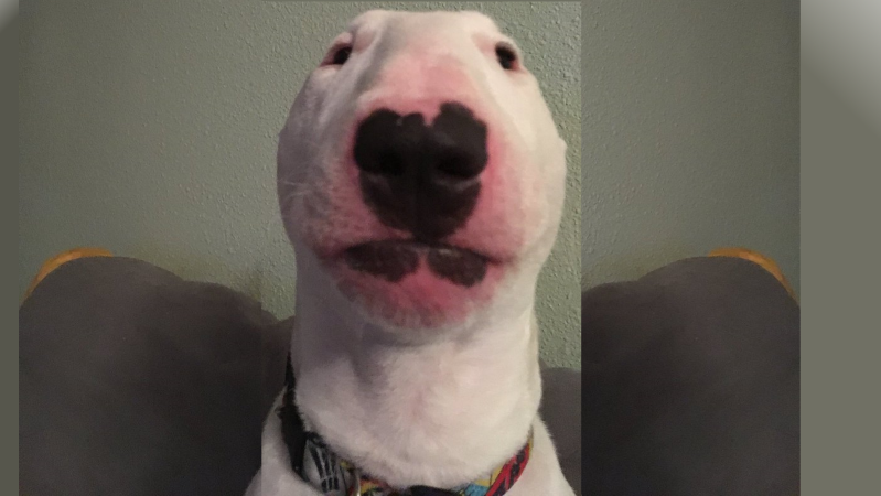 Nelson the Bull Terrier / Walter Meme Template