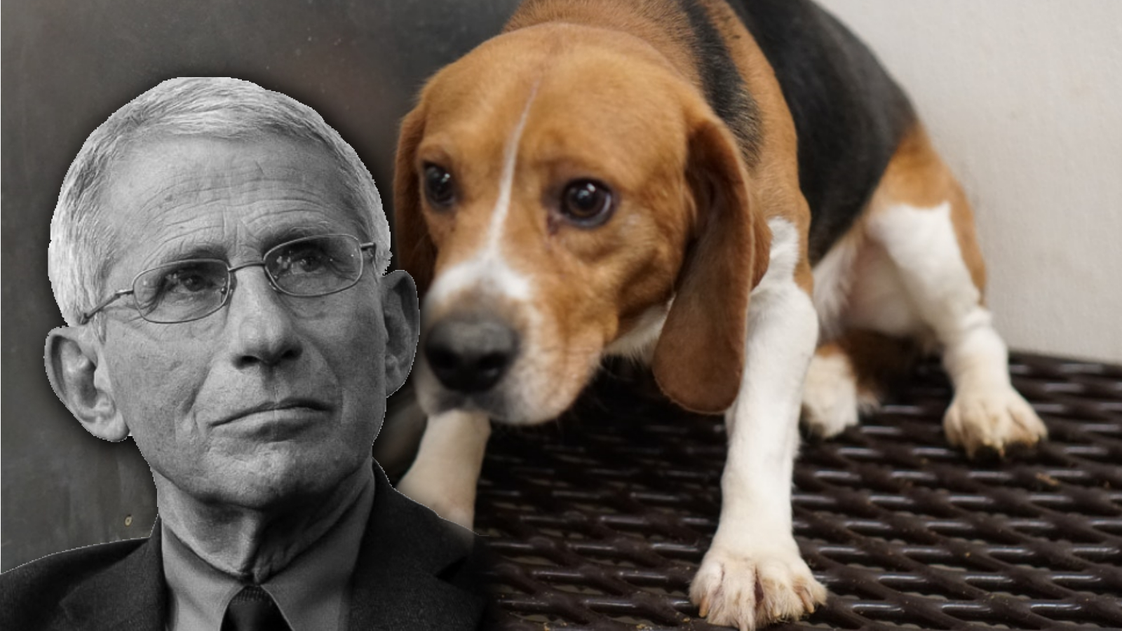 NIAID's Funding of Dog Experiments