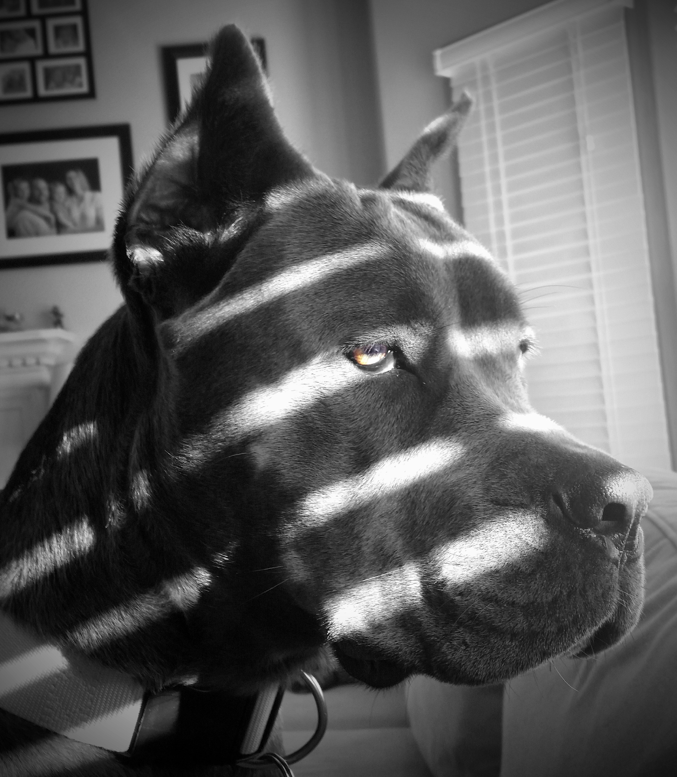 Noir Dog
