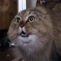 NONONONO Cat Meme Template