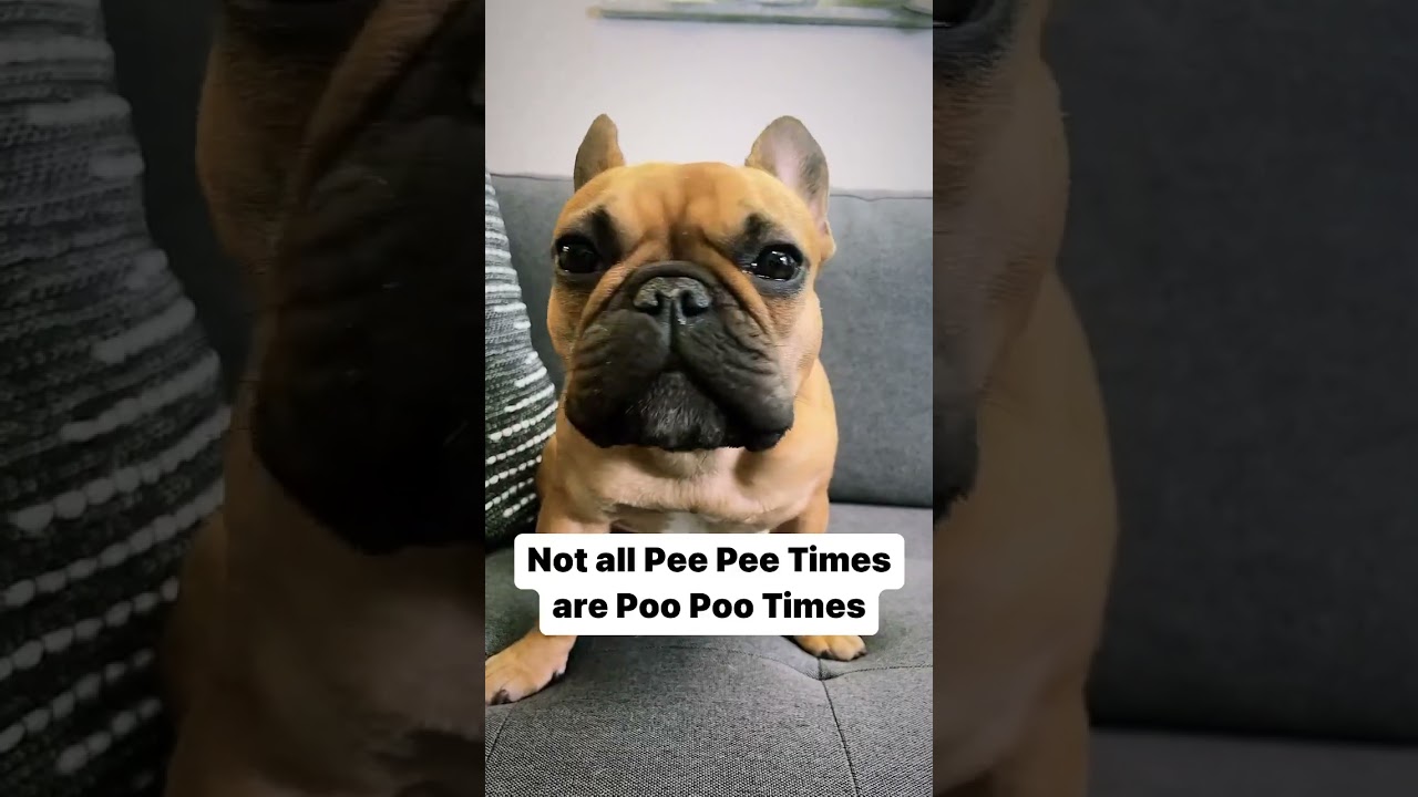 Not All Pee Pee Times Are Poo Poo Times