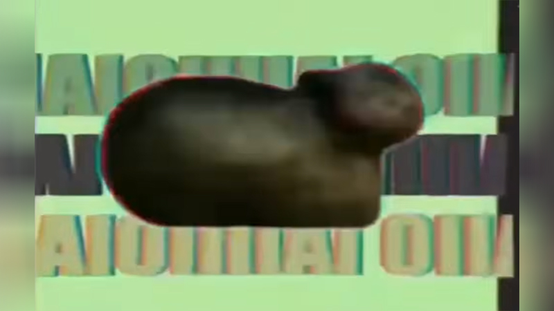 Oo Ee A E A Cat Remixes