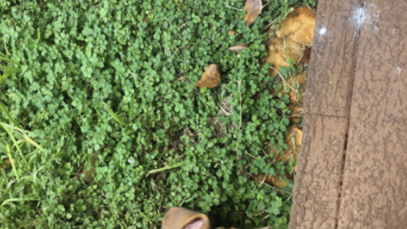 Open for a Surprise Meme Template