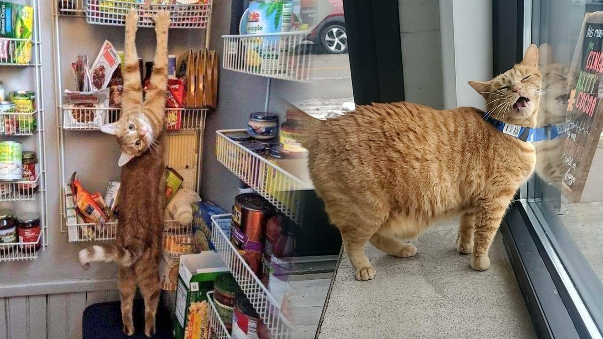 Orange Cat Behavior Meme Template