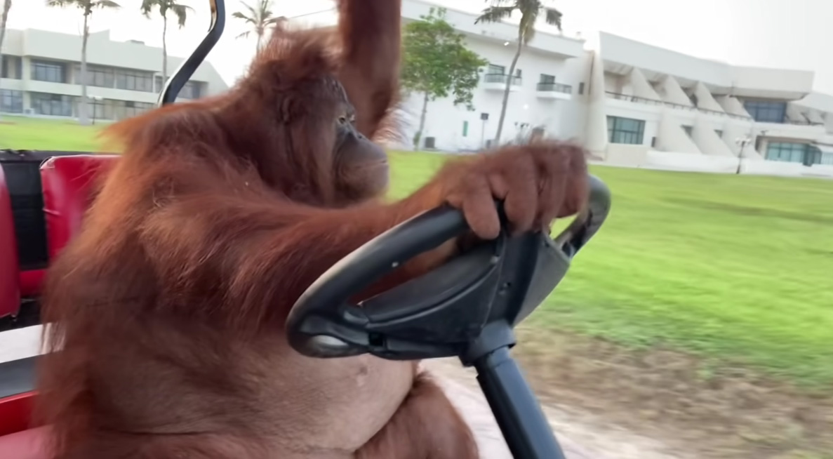 Orangutan Driving Golf Cart Meme Template