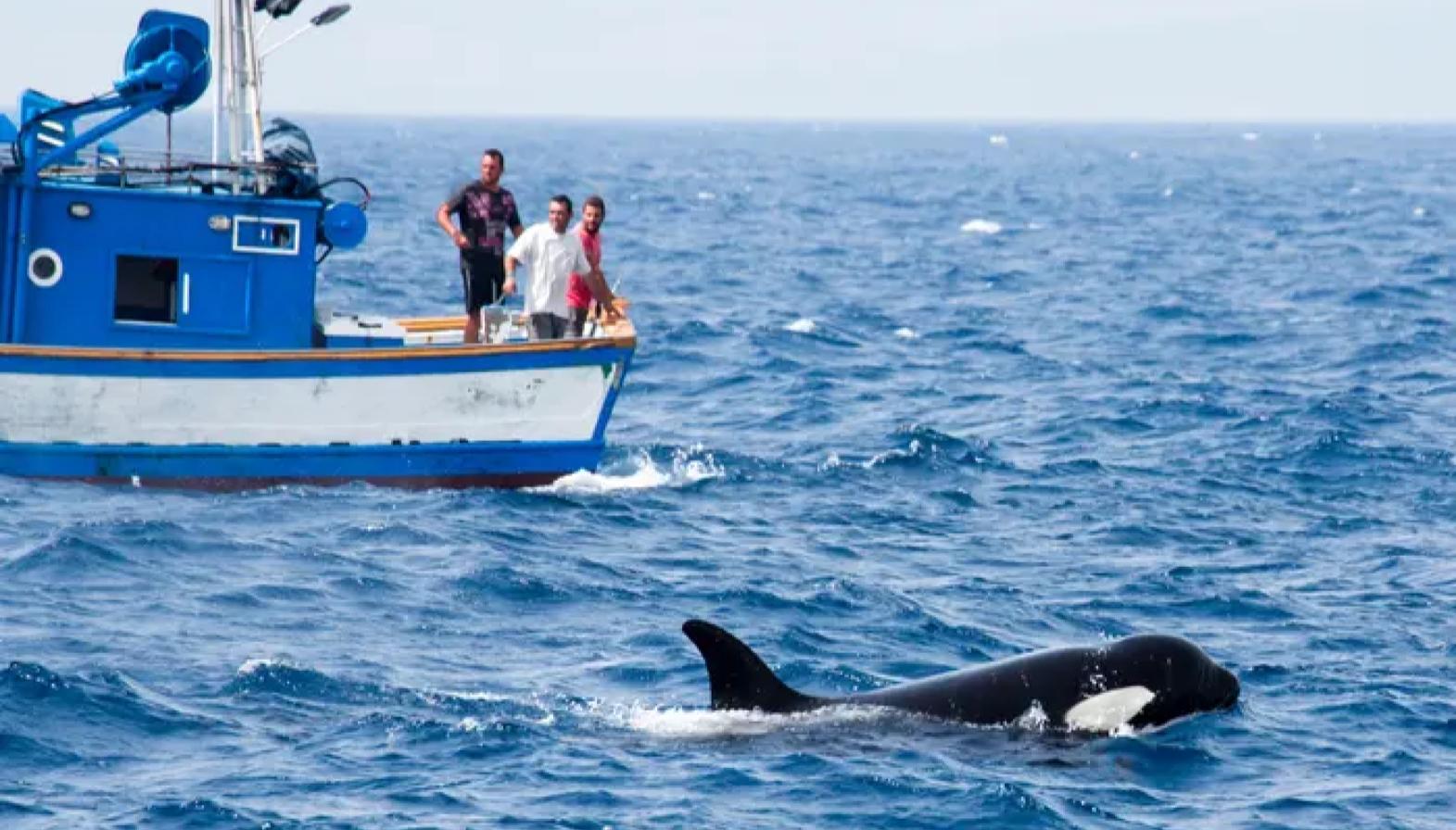 Orca Wars / Killer Whales Attacking Boats