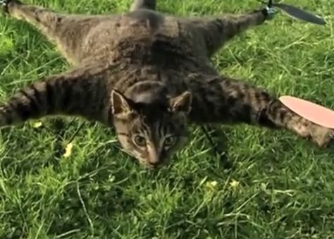 Orvillecopter / Helicopter Cat Meme Template