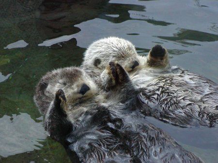 Otters Holding Hands