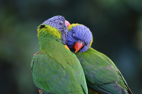 Parrots