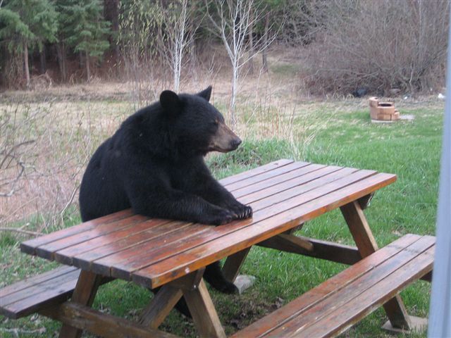 Patient Bear / Bear Sitting At Table Meme Template