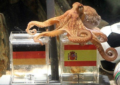 Paul The Octopus Meme Template