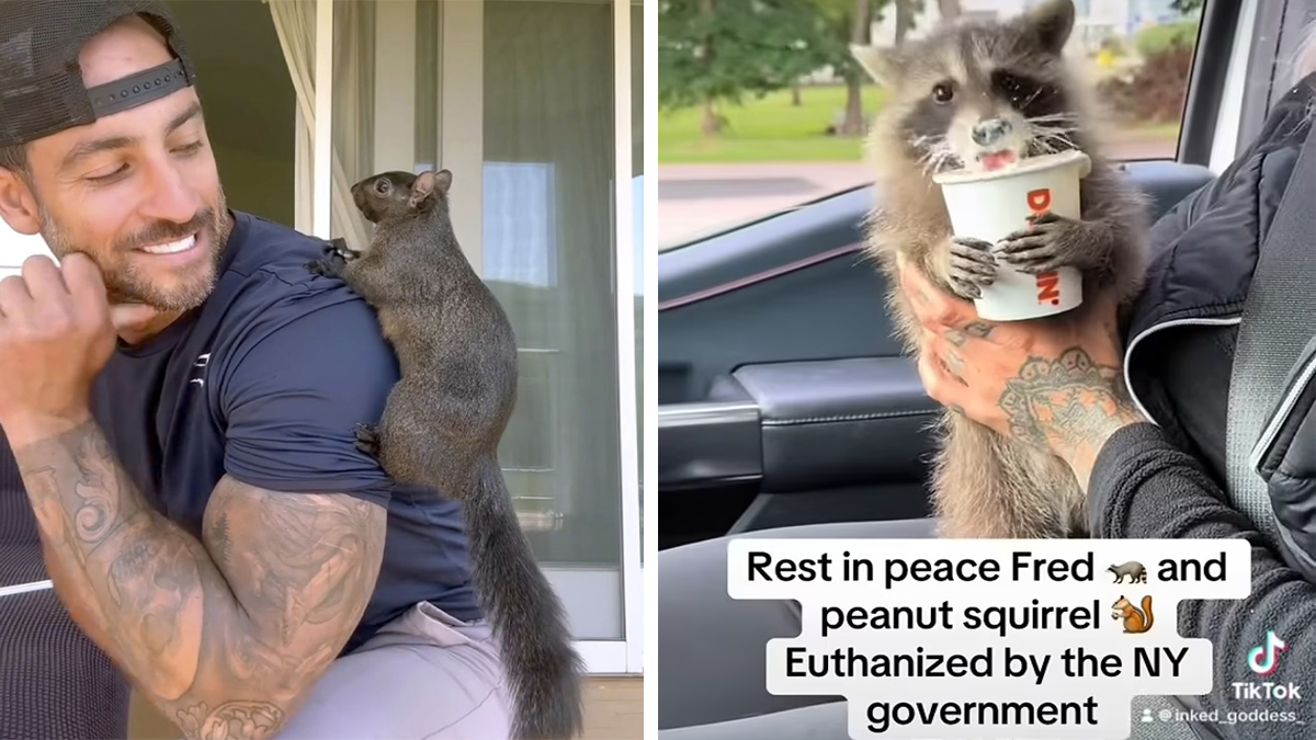 Peanut the Squirrel / P'Nut Meme Template