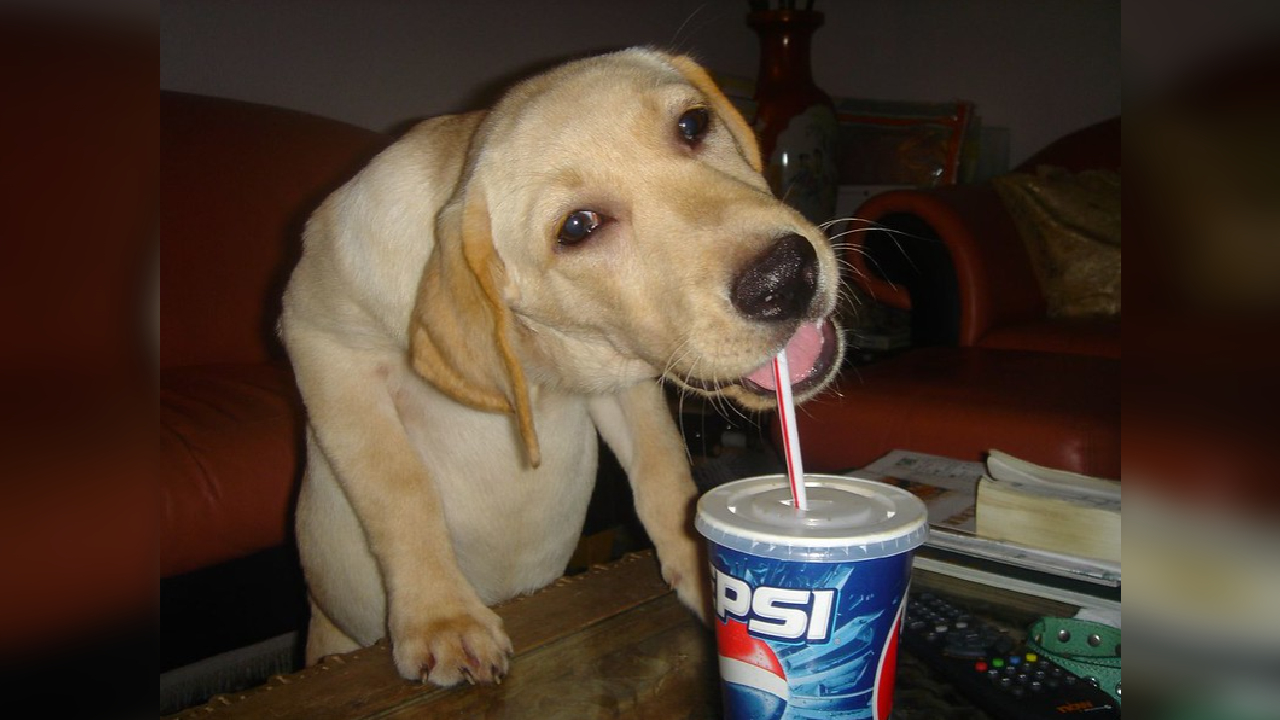 Pepsi Dog Meme Template